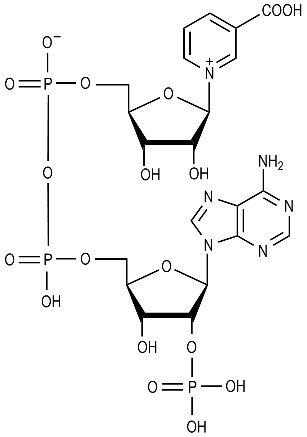 Nicotinic Acid Adenine Dinucleotide Phosphate
