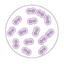 Lactococcus Ferment Lysate