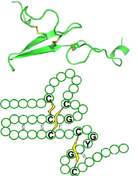 SH-Oligopeptide-1