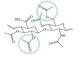 Sodium Acetylated Hyaluronate