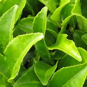 Texas Natural Supply Green Tea Extract - Water Based